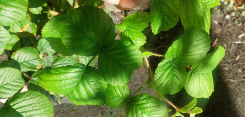 Rubus obcordatus — photo
