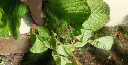 Rubus obcordatus — photo