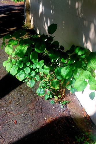 Rubus obcordatus