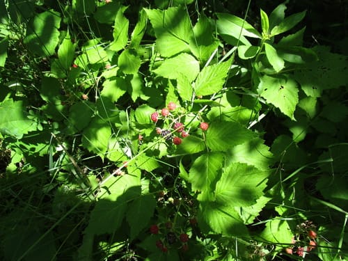 Rubus occidentalis (Blackcap) — photo