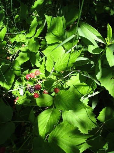 Rubus occidentalis (Blackcap) — photo