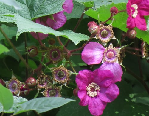 Rubus odoratus (Purple-flowering raspberry) — photo