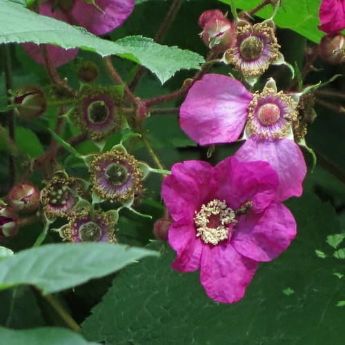 Rubus odoratus (Purple-flowering raspberry) — photo