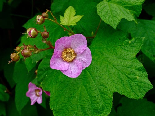 Rubus odoratus