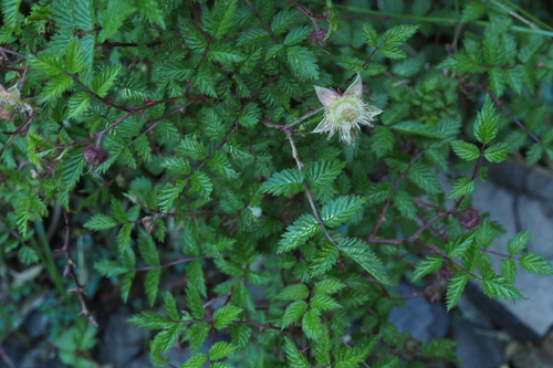 Rubus oldhamii — photo
