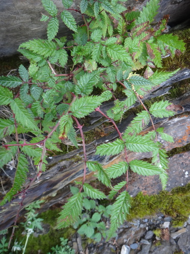 Rubus oldhamii — photo