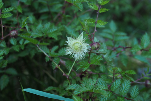 Rubus oldhamii