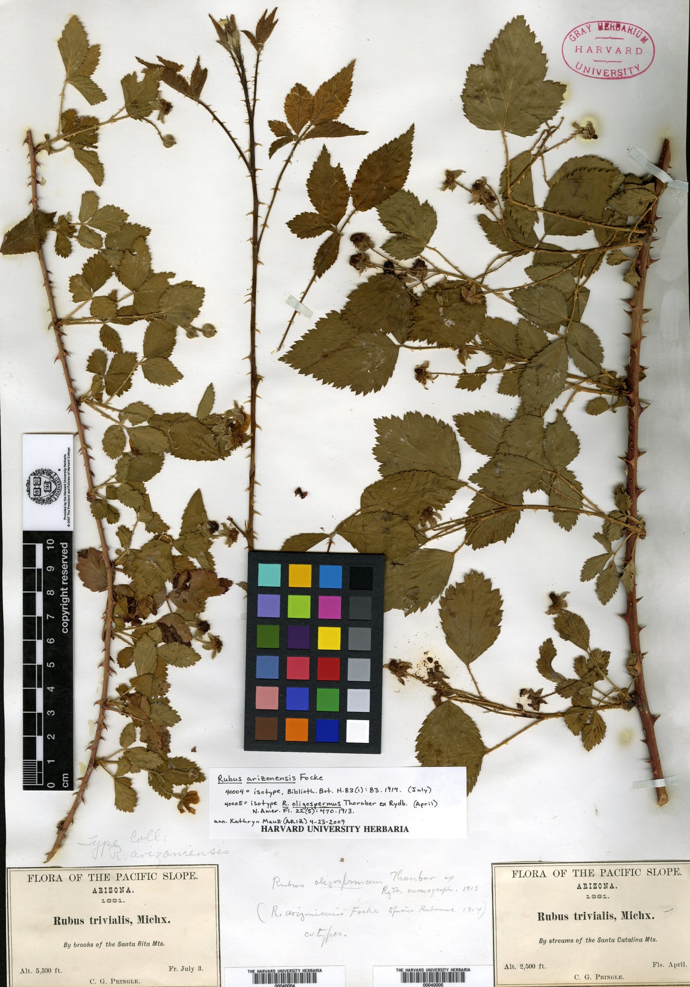 Rubus oligospermus