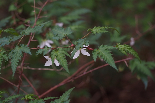 Rubus palmatus (Thimbleberry) — photo