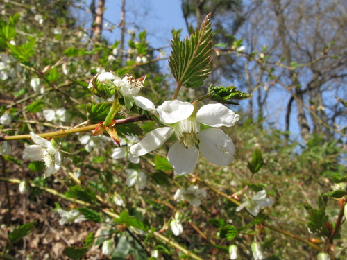 Rubus palmatus (Thimbleberry) — photo