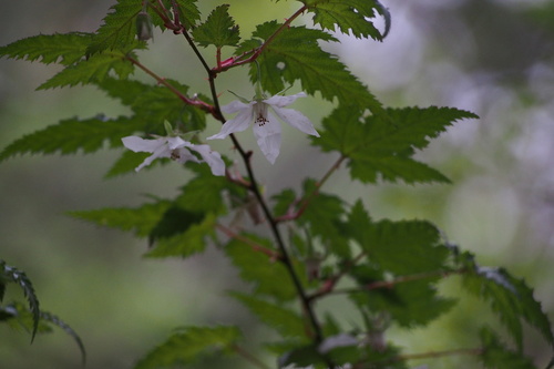 Rubus palmatus