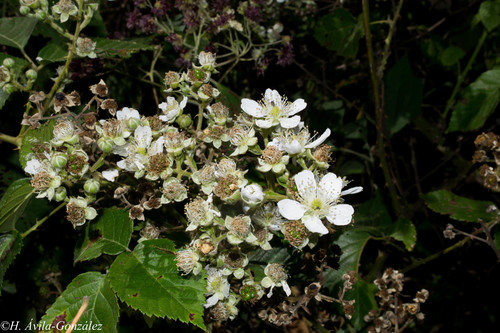 Rubus palmeri — photo