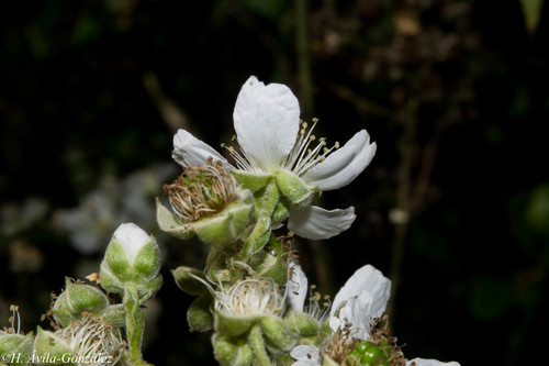 Rubus palmeri — photo