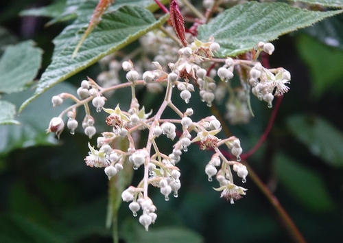 Rubus paniculatus — photo