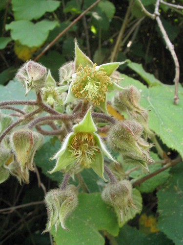 Rubus paniculatus — photo