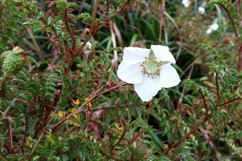 Rubus papuanus