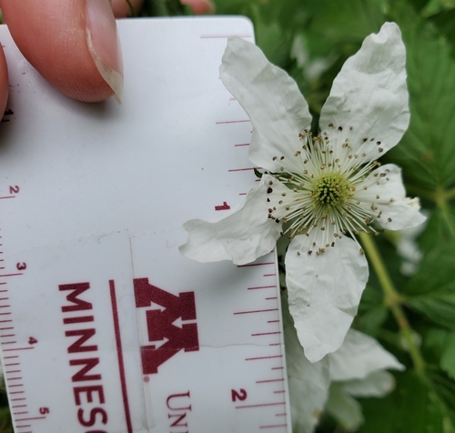 Rubus parcifrondifer (Silver Creek Blackberry) — photo