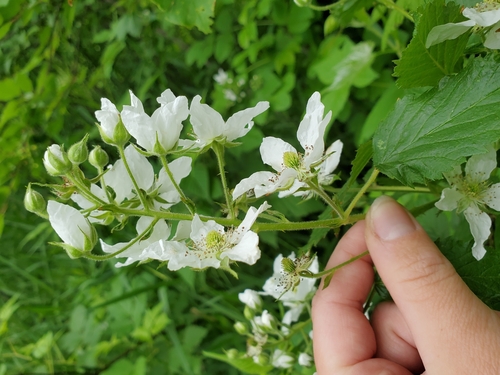 Rubus parcifrondifer (Silver Creek Blackberry) — photo