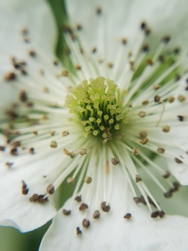 Rubus parcifrondifer