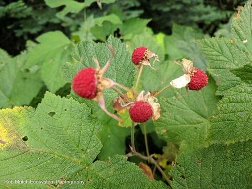 Rubus parviflorus (Thimbleberry) — photo