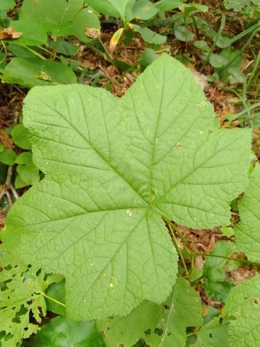 Rubus parviflorus (Thimbleberry) — photo