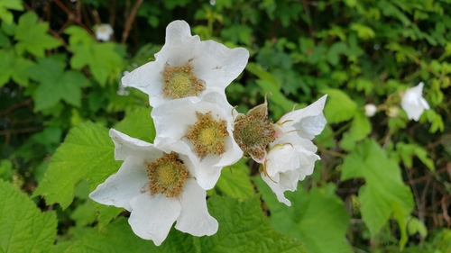 Rubus parviflorus
