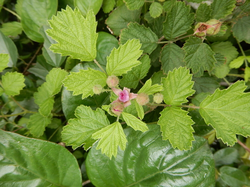 Rubus parvifolius (Pink flowered native raspberry) — photo