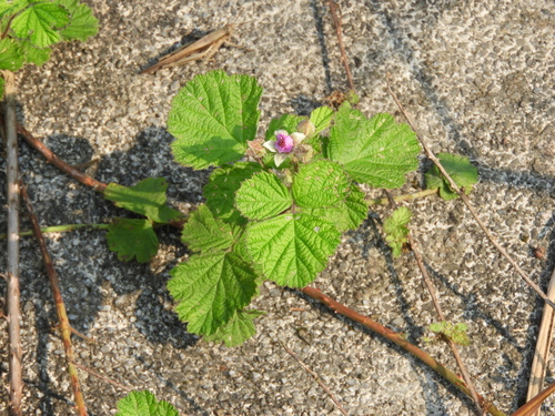 Rubus parvifolius (Pink flowered native raspberry) — photo