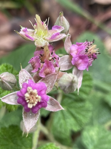 Rubus parvifolius