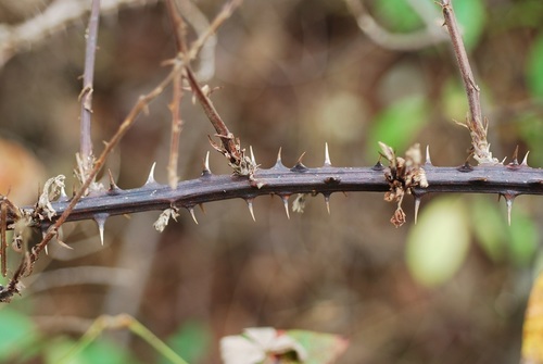 Rubus pascuus (Chesapeake Blackberry) — photo