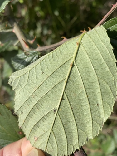 Rubus pascuus (Chesapeake Blackberry) — photo