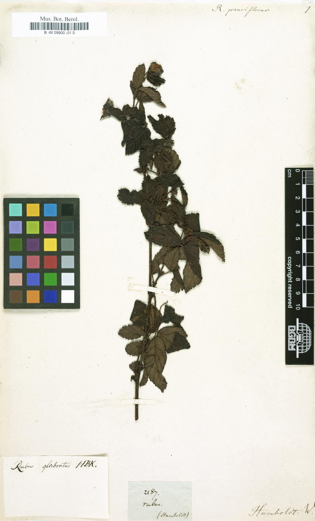 Rubus pauciflorus