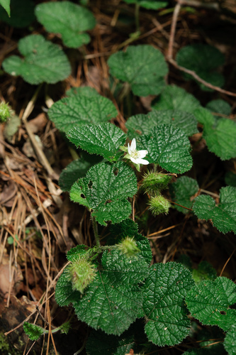 Rubus pectinellus (Atibulnak) — photo