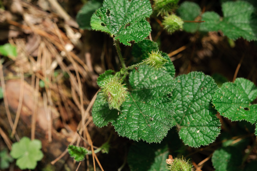 Rubus pectinellus (Atibulnak) — photo