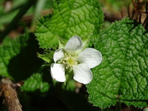 Rubus pectinellus