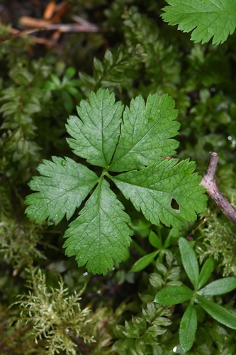 Rubus pedatus (Trailing wild raspberry) — photo
