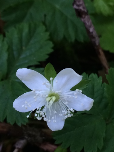 Rubus pedatus (Trailing wild raspberry) — photo