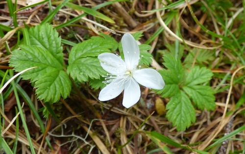 Rubus pedatus