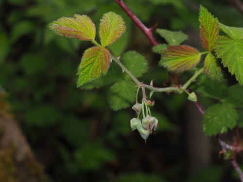 Rubus pedunculosus (Pila hisalu) — photo