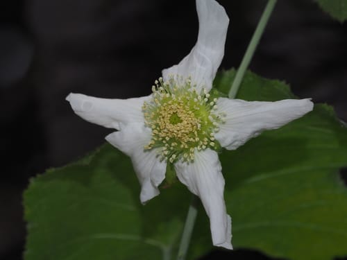 Rubus peltatus (Dun ye mai) — photo