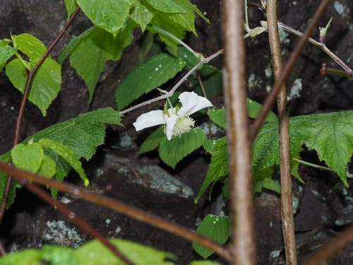 Rubus peltatus (Dun ye mai) — photo