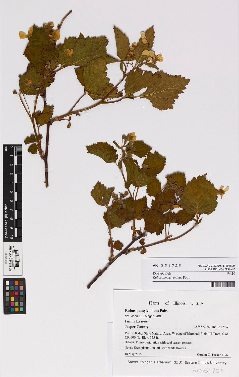 Rubus pensilvanicus