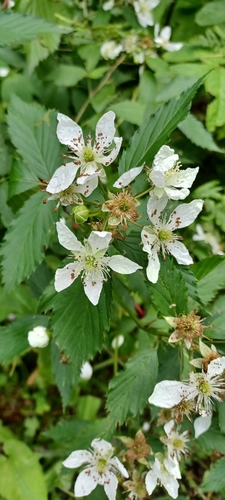 Rubus pergratus (Upland Blackberry) — photo