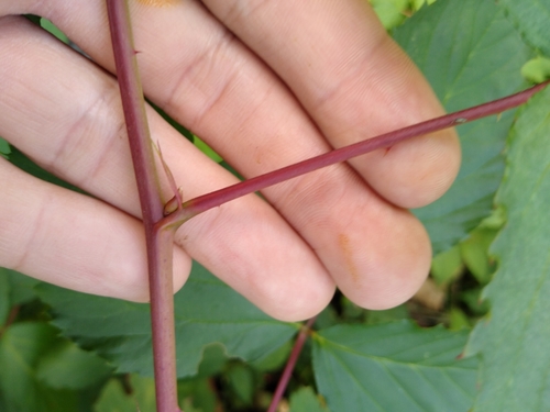 Rubus pergratus
