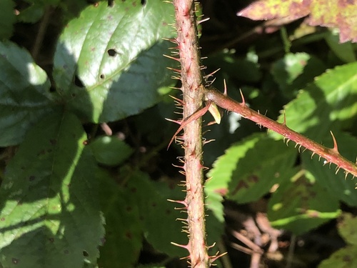 Rubus permixtus (Thicket Dewberry) — photo