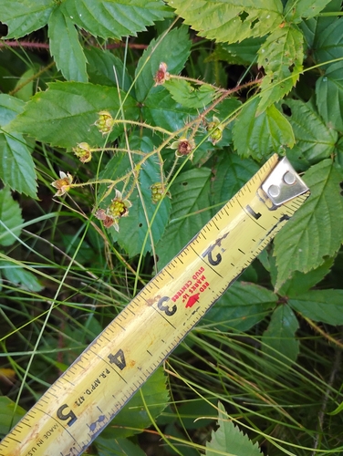 Rubus permixtus (Thicket Dewberry) — photo