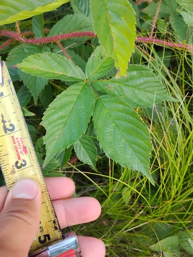Rubus permixtus