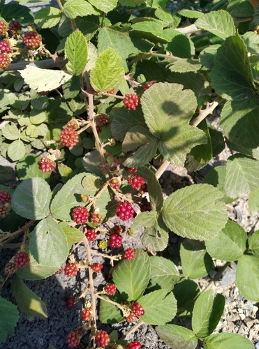 Rubus persicus — photo