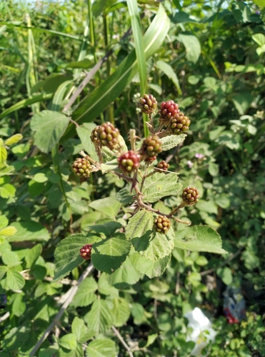 Rubus persicus — photo
