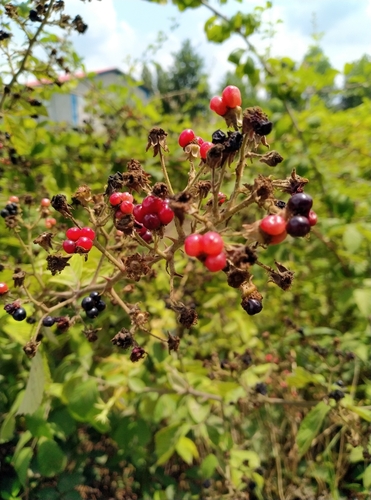 Rubus persicus